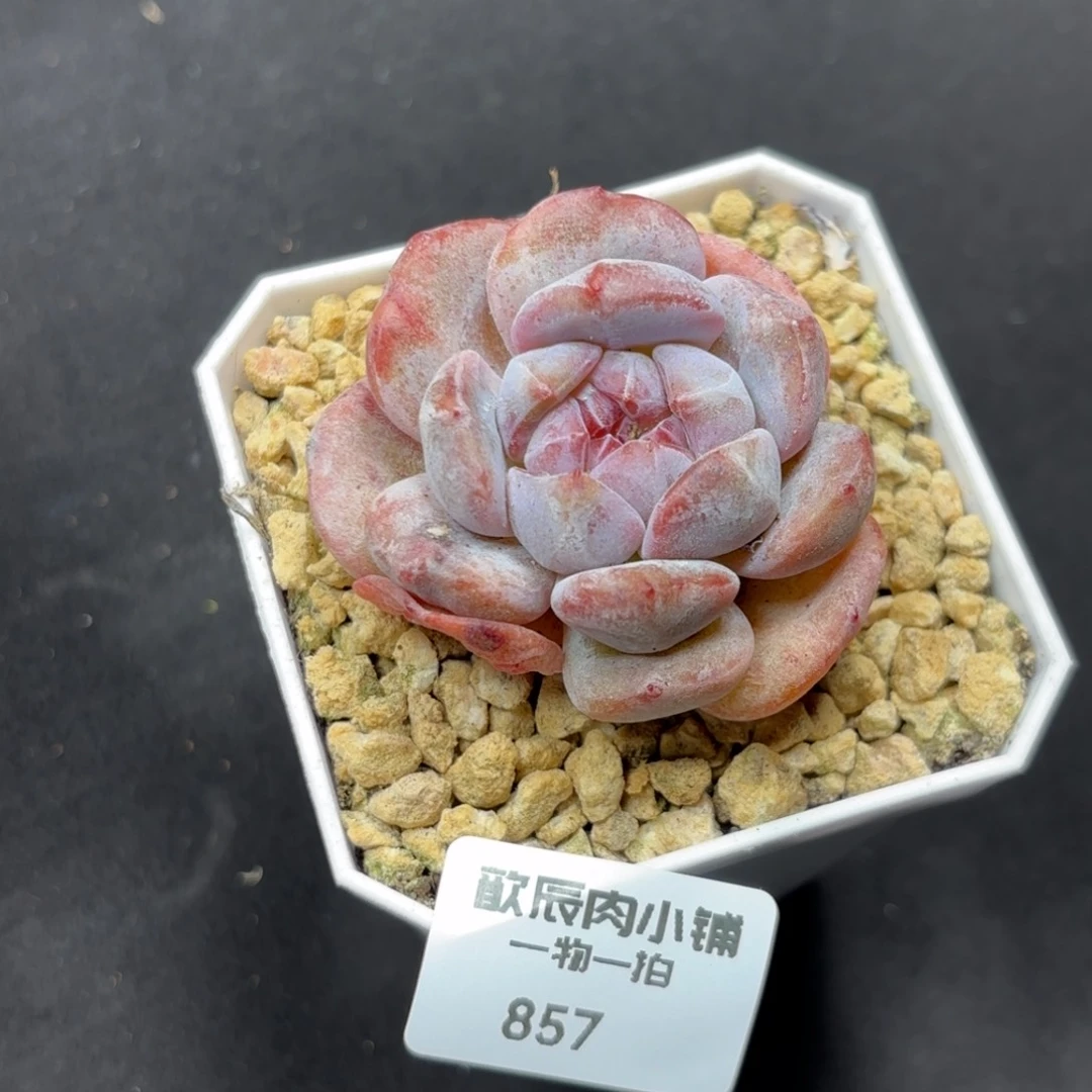 多肉植物  857  星影 石化