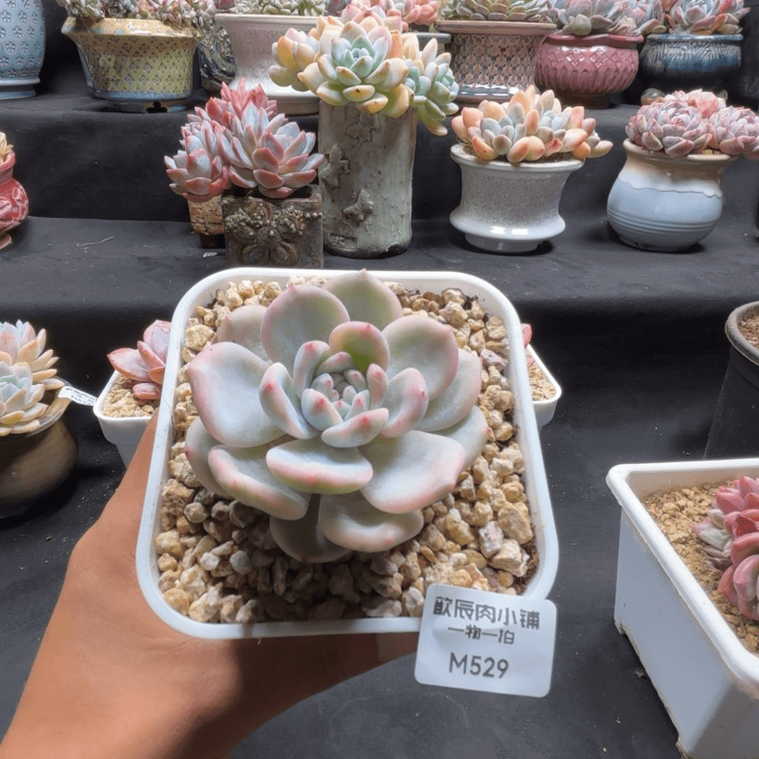 多肉植物  橙梦露覆轮锦单头  冠幅6  529