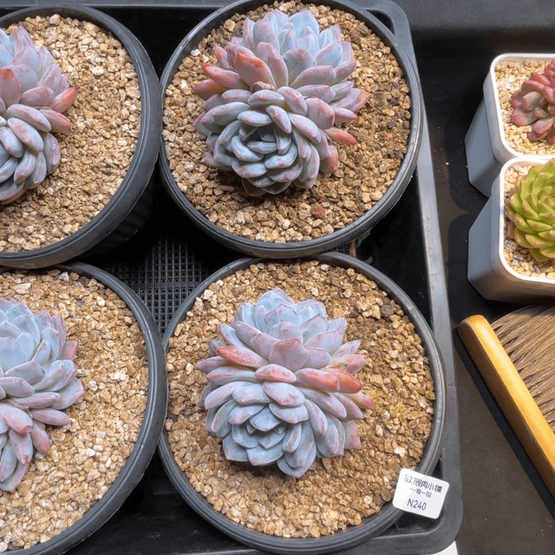 多肉植物  橙梦露双头两颗一组  冠幅10  240