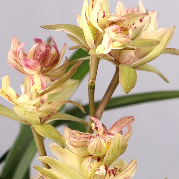 建兰【富山奇蝶】奇花浓香 花期6-11月 好养易活