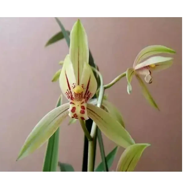 建兰【日之初】浓香色花花期6-11月份