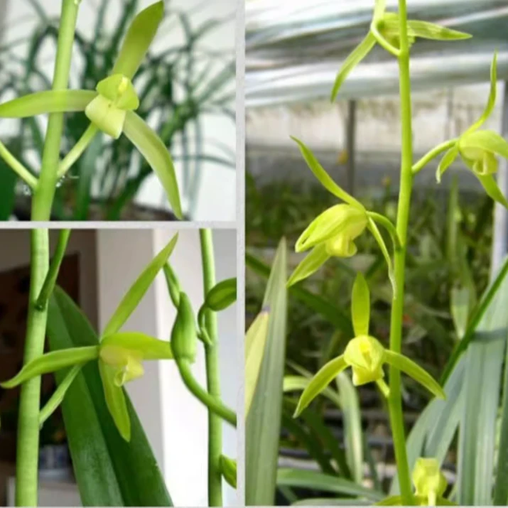 墨兰【白墨】素花浓香型 花期11-3月份 花大杆高