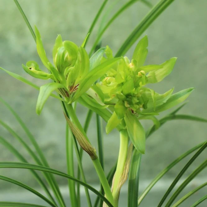 春兰【余蝴蝶】浓香型 花期11-3月