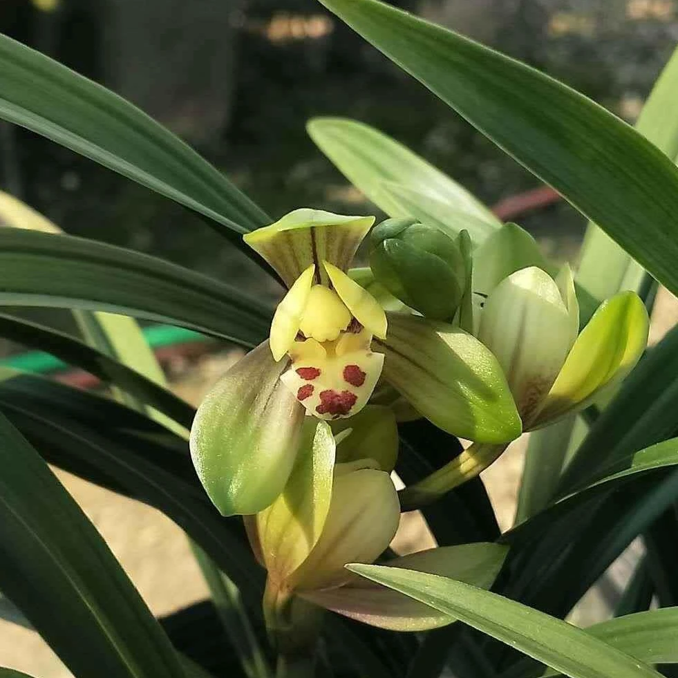 建兰 【忆香荷】浓香型 6月-11月