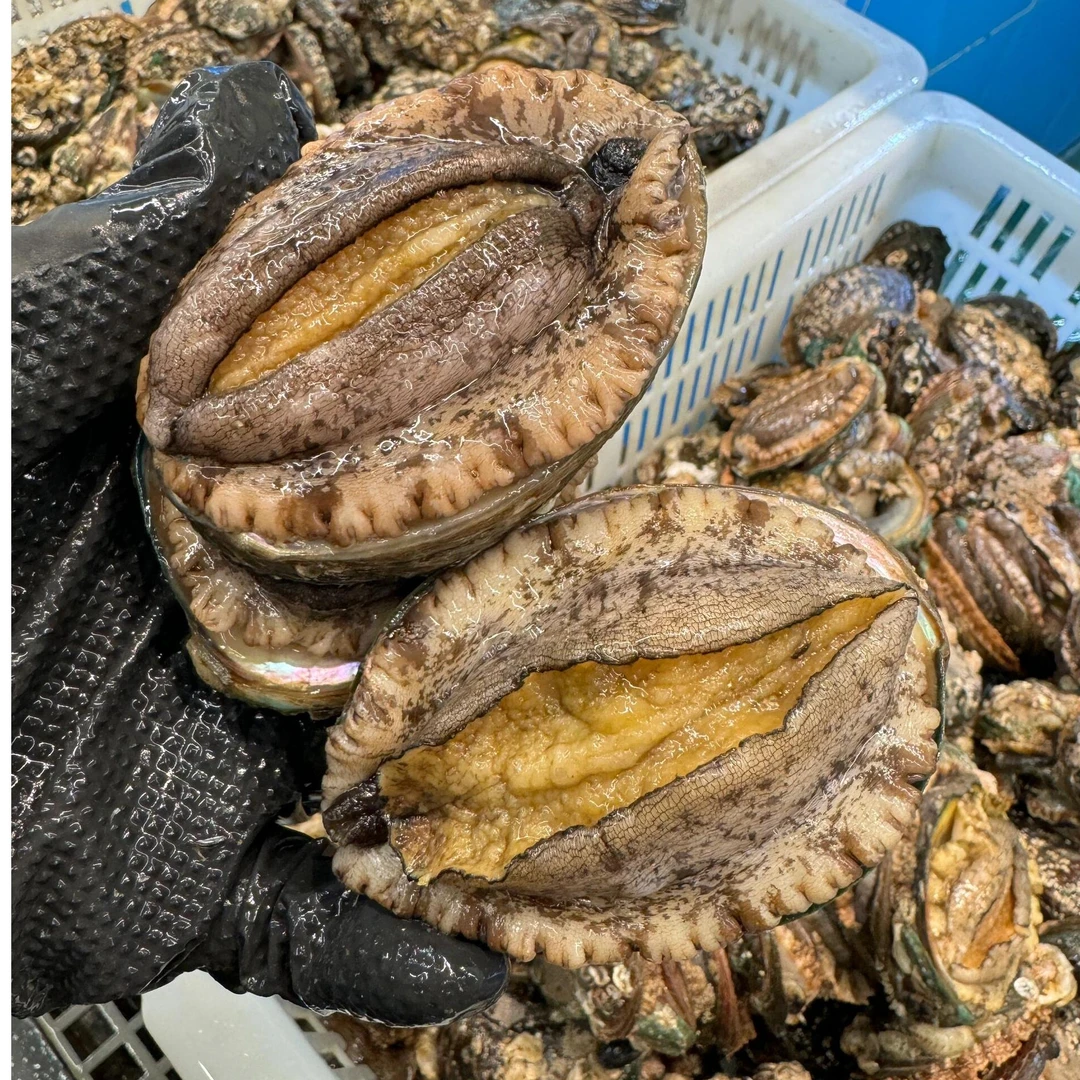 鲜冻秦山岛野生鲍鱼肉2头鲍8粒 500g以上/包 连云港顺丰包邮