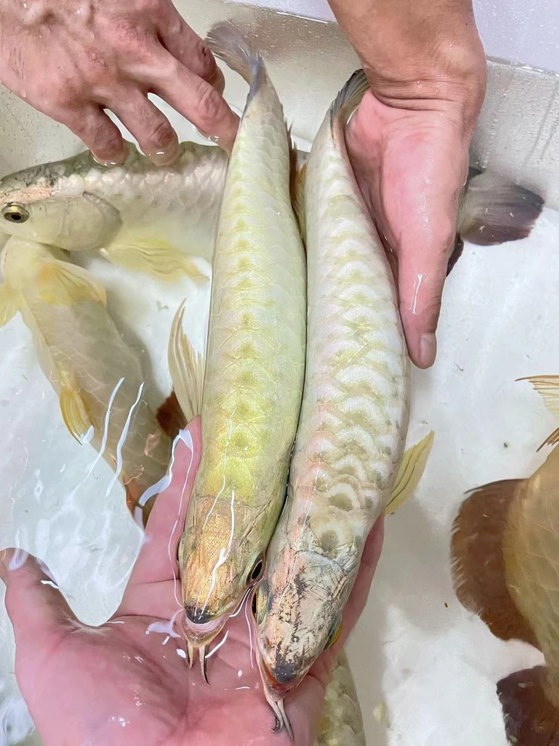 新加坡金头 金葵 金龙   古典蓝底 金龙鱼练手活鱼苗超萌好物