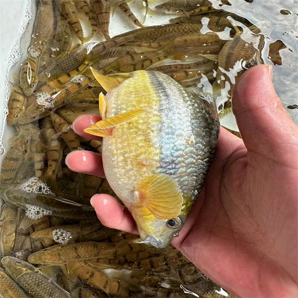 野生石斑鱼小溪石斑鱼万绿湖小溪鱼