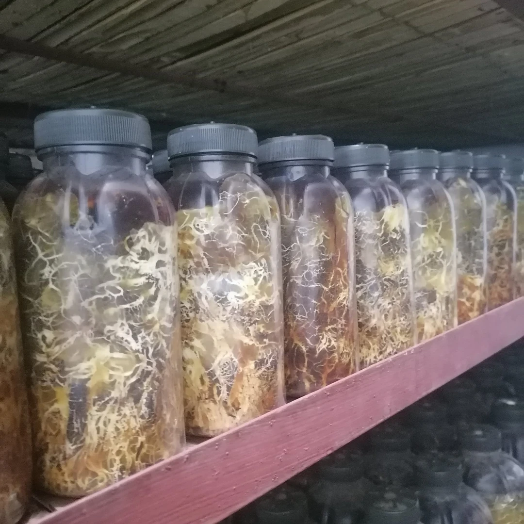 猪苓天麻，蜜环菌