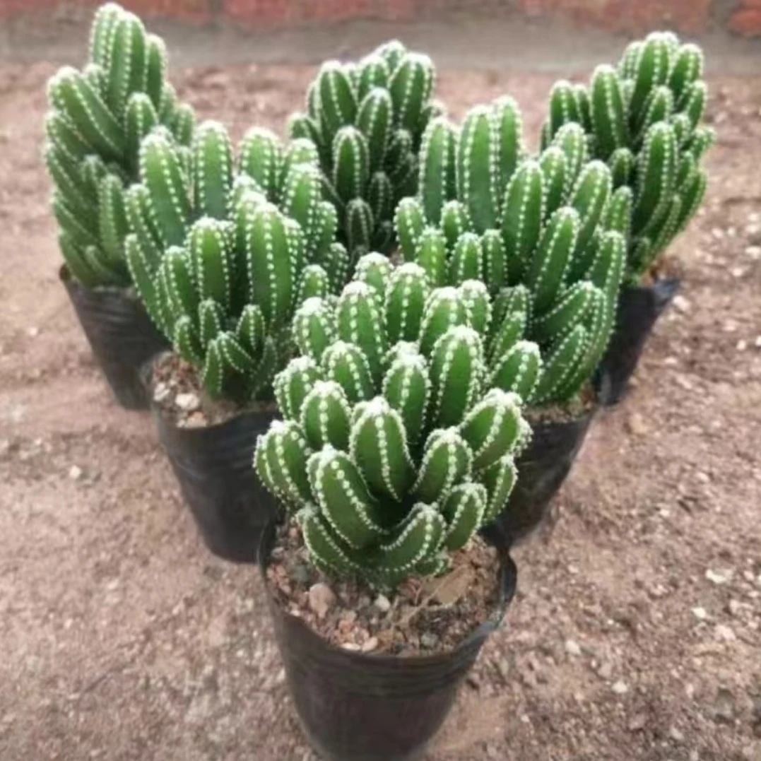 万重山多肉植物盆栽花卉四季常青室内防辐射盆栽