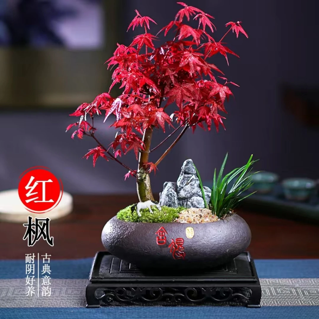 红舞姬 出猩猩 小盆栽土球发货 一物一拍