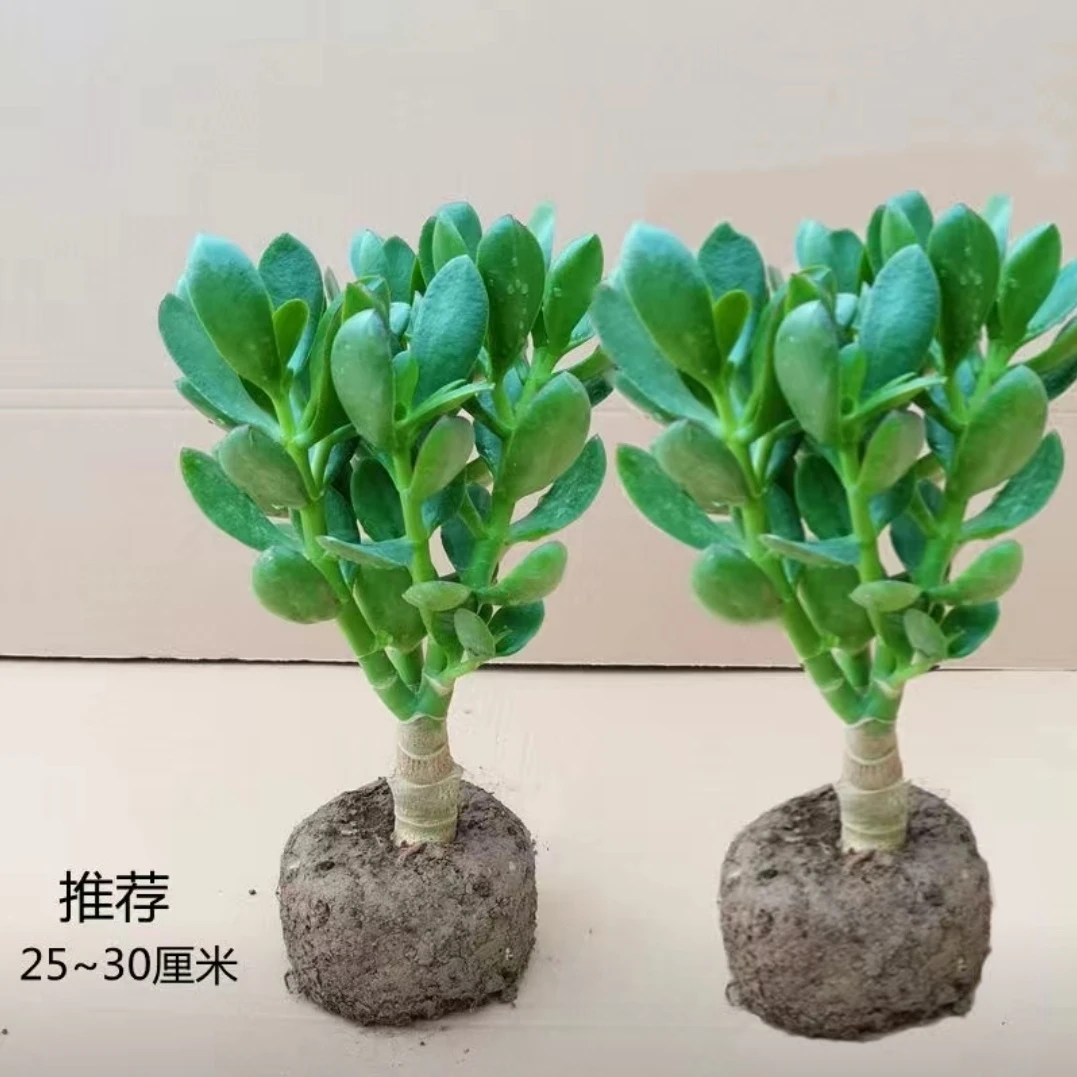 大叶玉树盆栽阳台室内绿植办公室花卉多肉植物燕子掌金枝玉叶盆栽