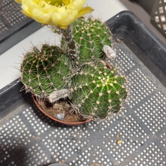 不****）彩草仙人球系列
