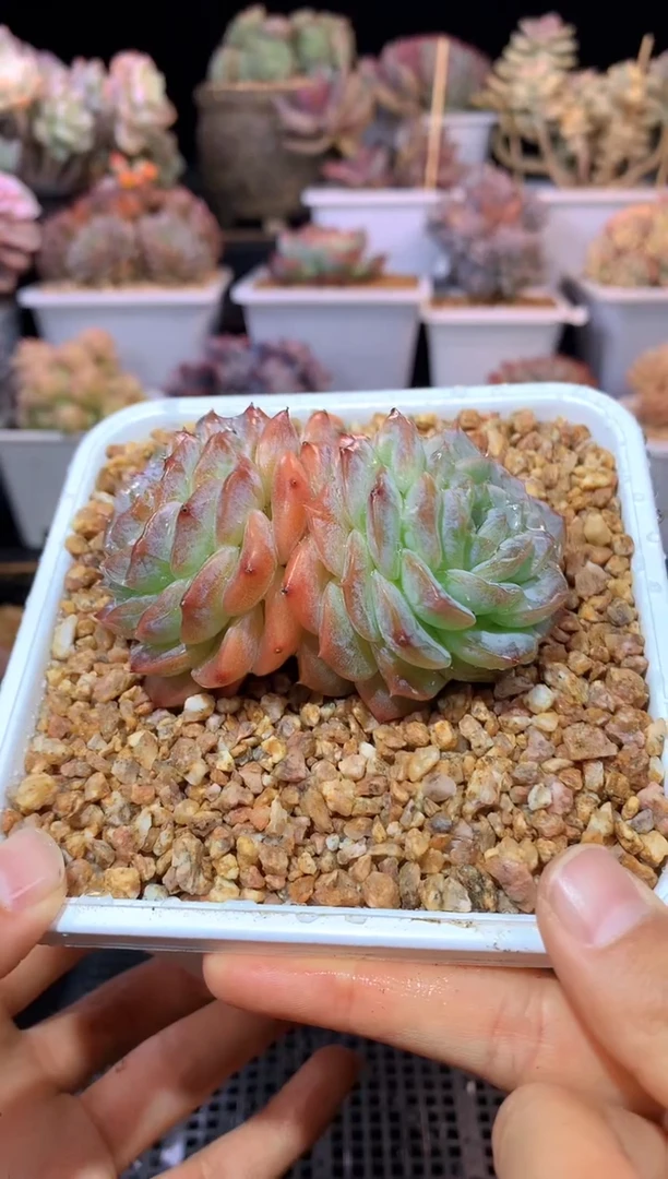 【闪购商品】157双头纯爱