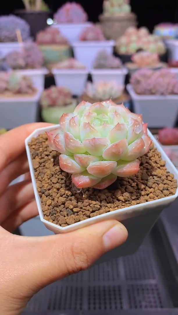 【闪购商品】031白桃汽水