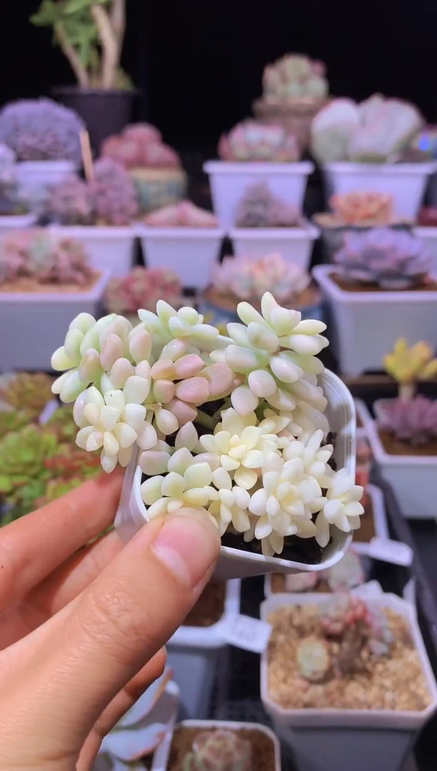 【闪购商品】164姬秋丽锦