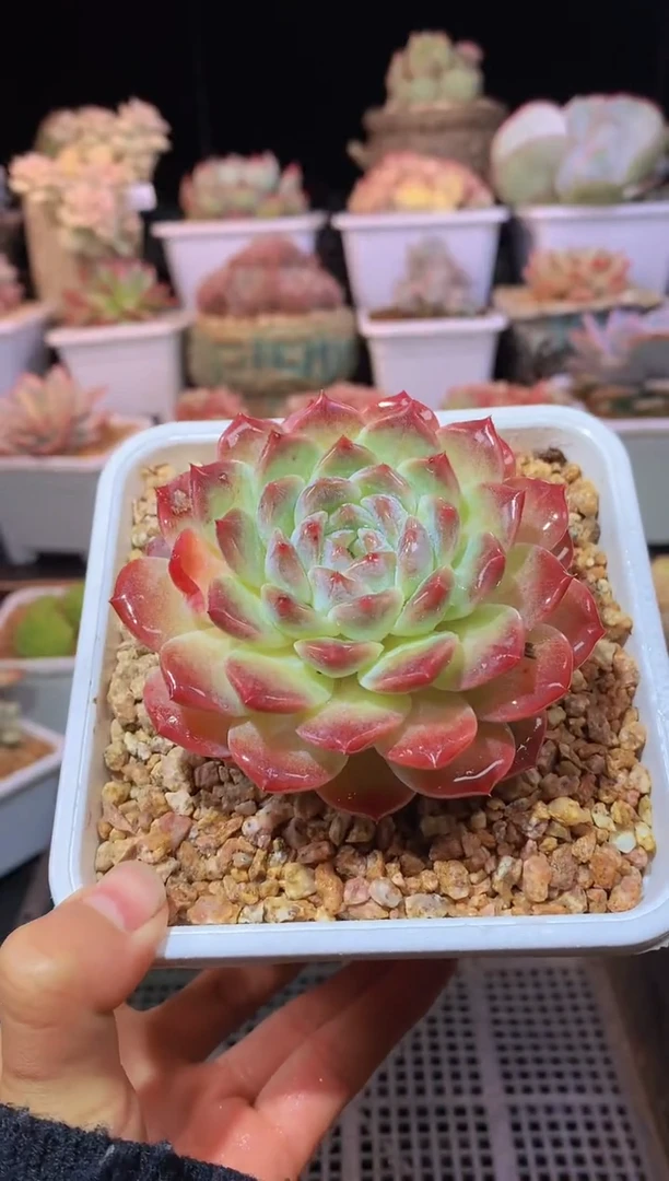 【闪购商品】180大白兔冰魄