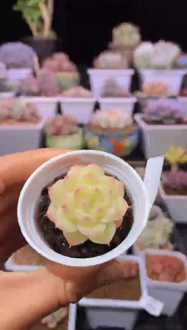 【闪购商品】197小奶油