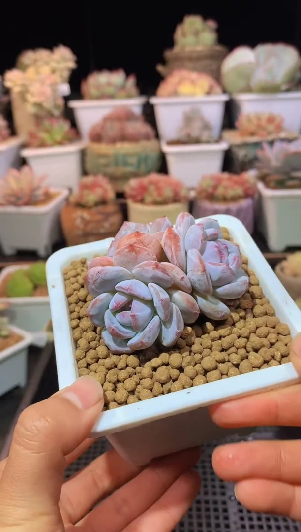 【闪购商品】165超级石榴籽