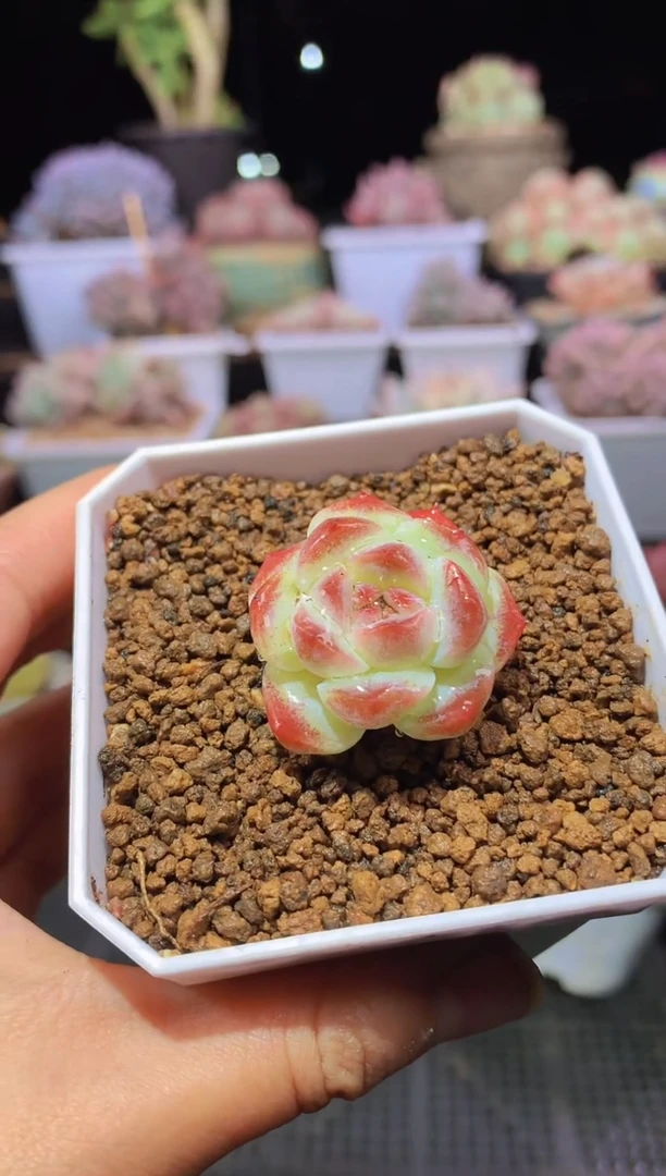 【闪购商品】064冰魄