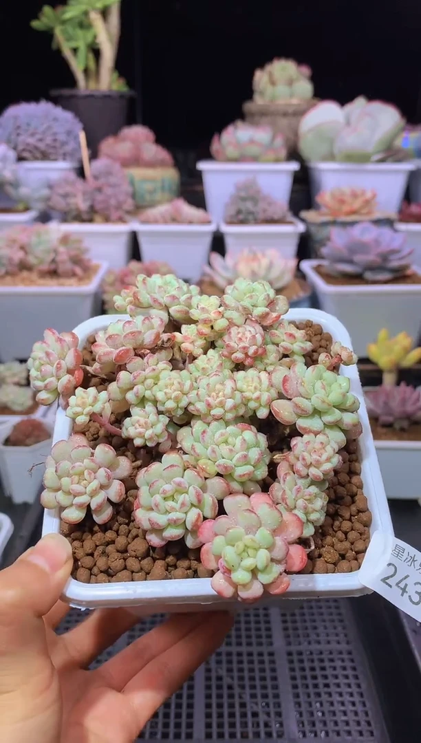 【闪购商品】243小红蛋群生