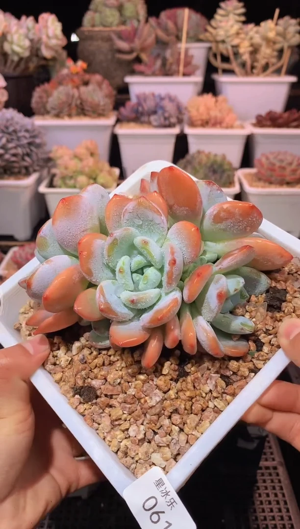 【闪购商品】061冷香群生