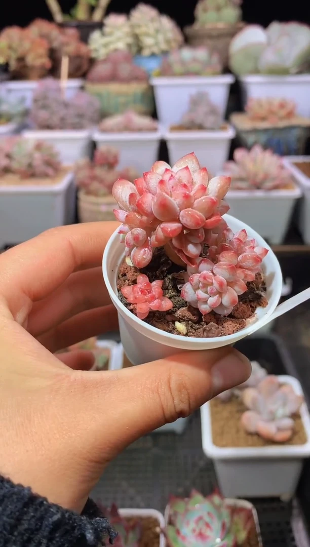 【闪购商品】158雪贝贝带盆土