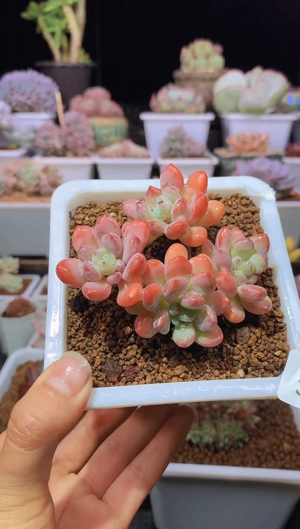 【闪购商品】318木糖醇