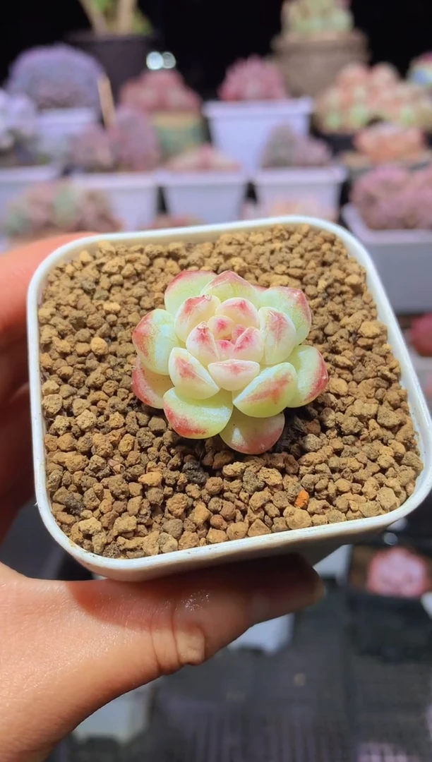 【闪购商品】020p糖