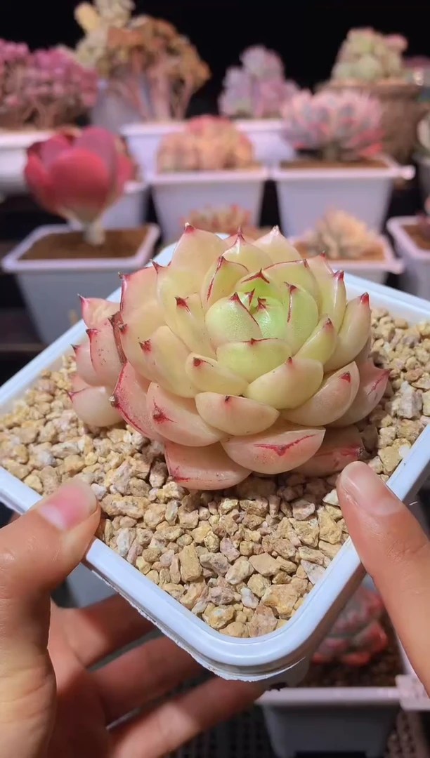 【闪购商品】144爱丽沙