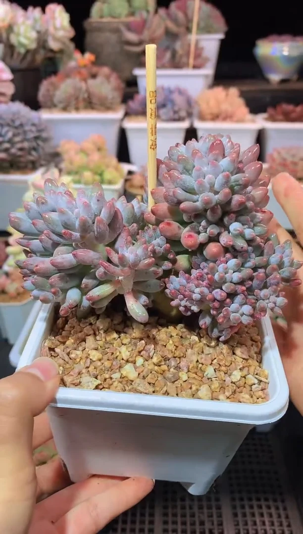 【闪购商品】174婴儿手指缀