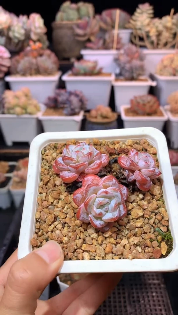 【闪购商品】182霜降三头