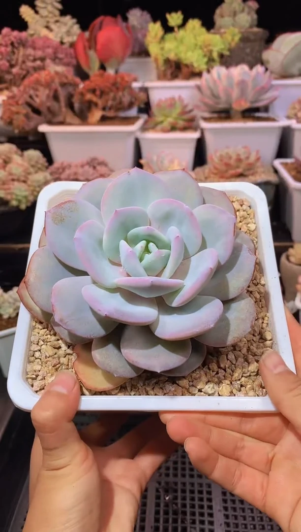 【闪购商品】020大奶茶