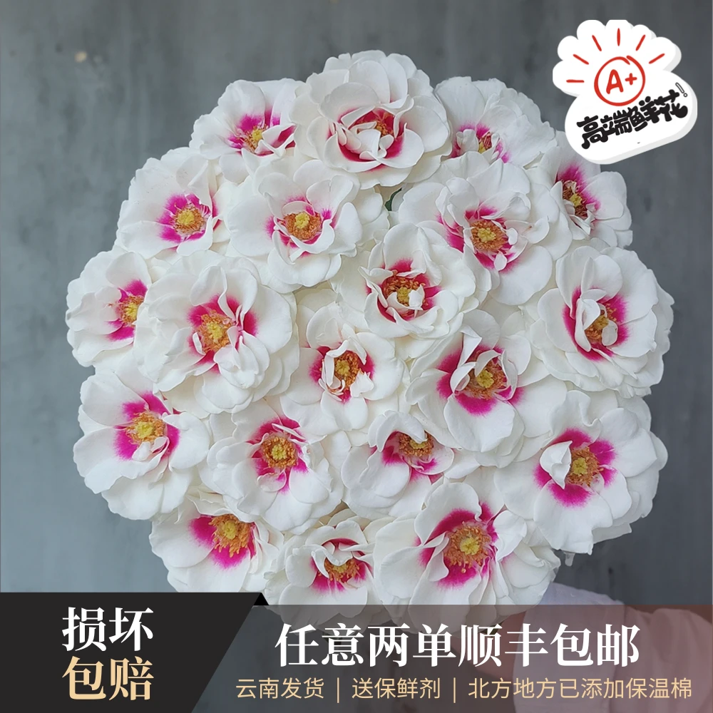 【只做高端】稀有品种「桥边之约」优质单头玫瑰云南发货两单顺丰包邮