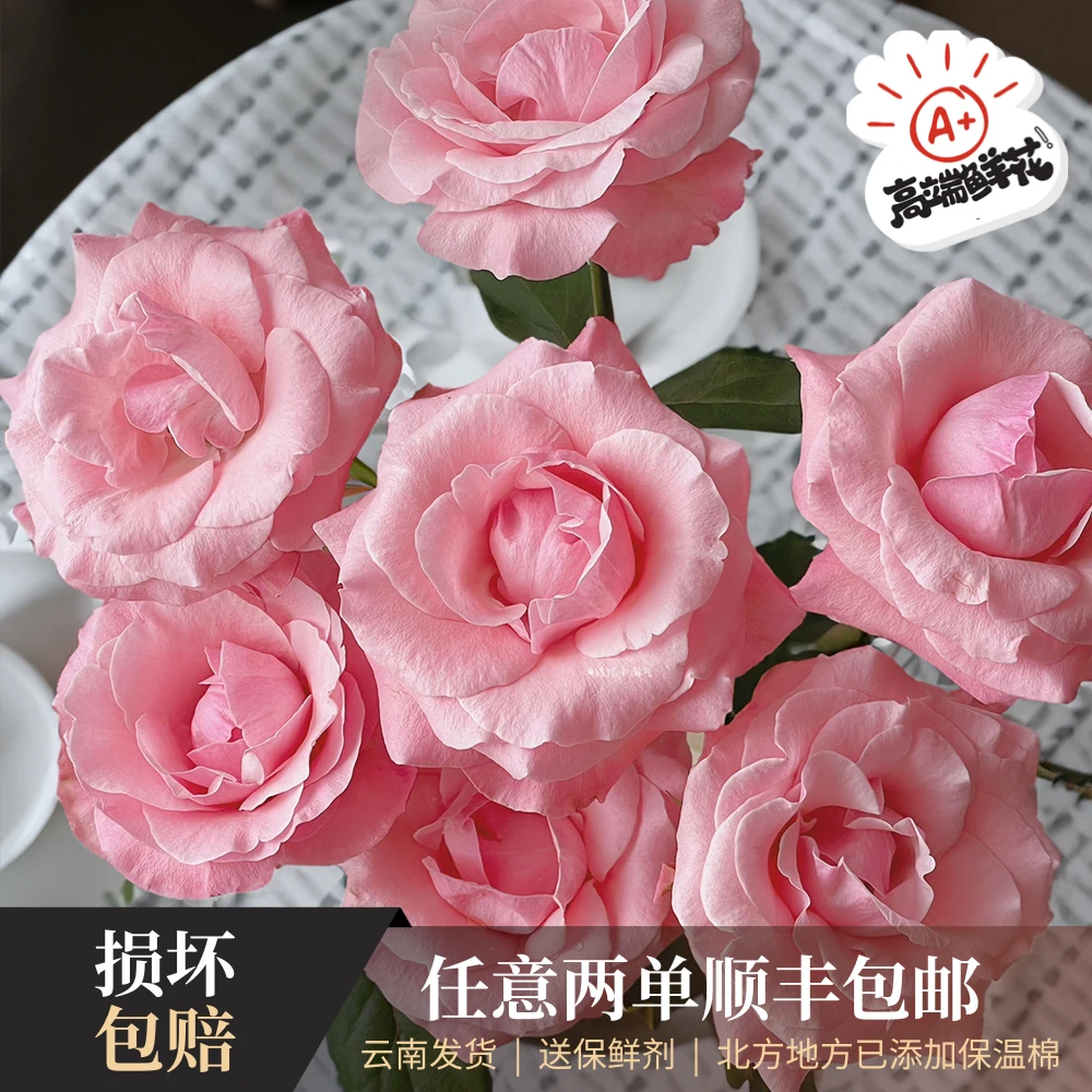【只做高端】稀有品种「和弦」优质单头玫瑰云南发货任意两单顺丰包邮