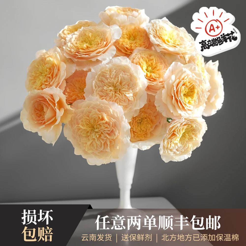 【只做高端】稀有品种「艾菲」优质单头玫瑰云南发货两单顺丰包邮