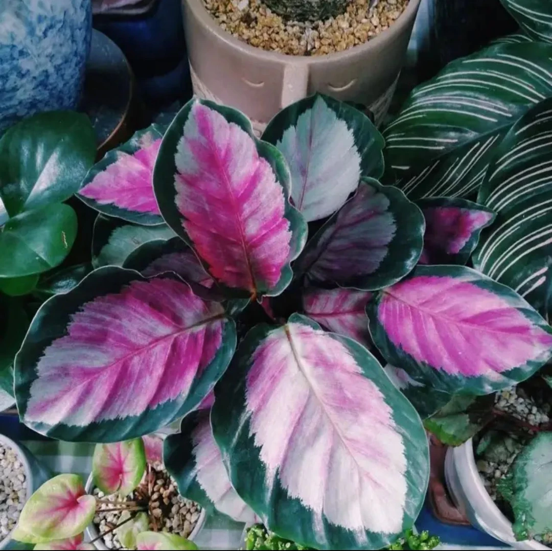 精品绿女神玫瑰竹芋室内观叶绿植卧室古风新中式高级复古净化空气