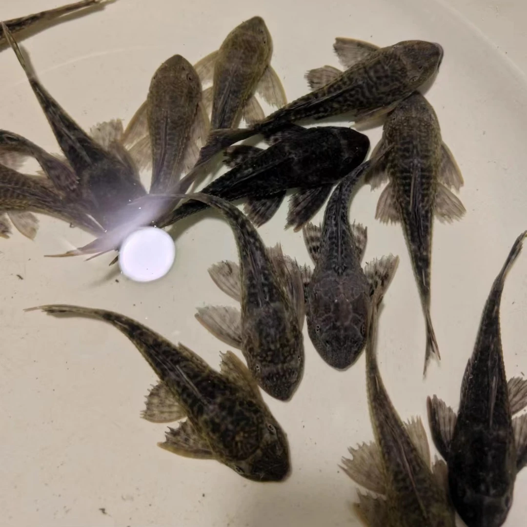 清道夫鱼垃圾鱼清洁鱼缸壁清洁工鱼