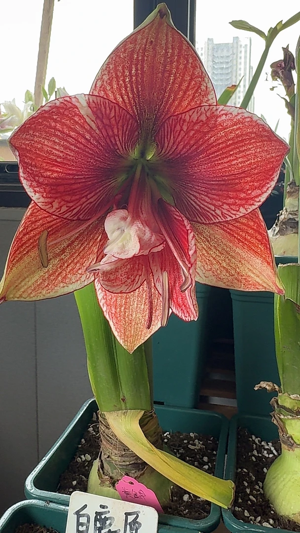 朱顶红黄金甲侧芽（满39包邮）