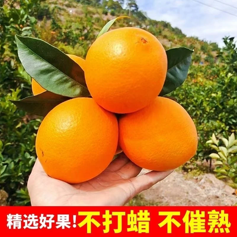 正宗宜昌九月红脐橙手剥甜橙新鲜水果应季现摘现发中大果多汁包邮