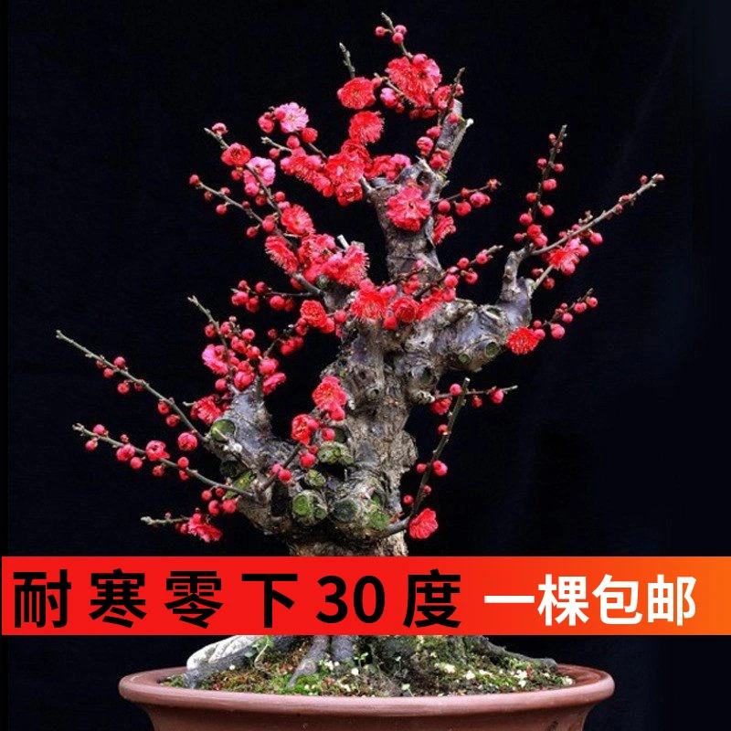 【新年花开】基地新培育老桩红梅，高端大气，花香淡雅，红红火火！