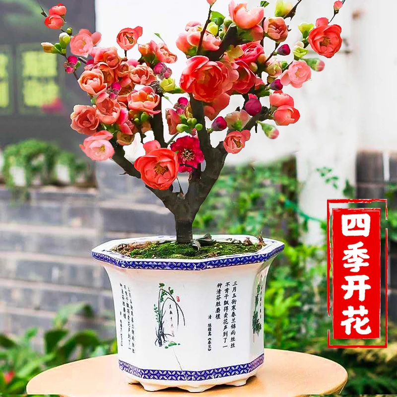 【精选垂丝海棠盆栽】贵妃海棠盆景 庭院绿植物室内四季花开花好养