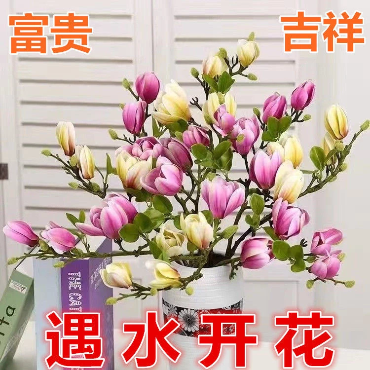 【浓香】玉兰花水培花卉水养懒人水培绿植物室内阳台耐寒好养花大全