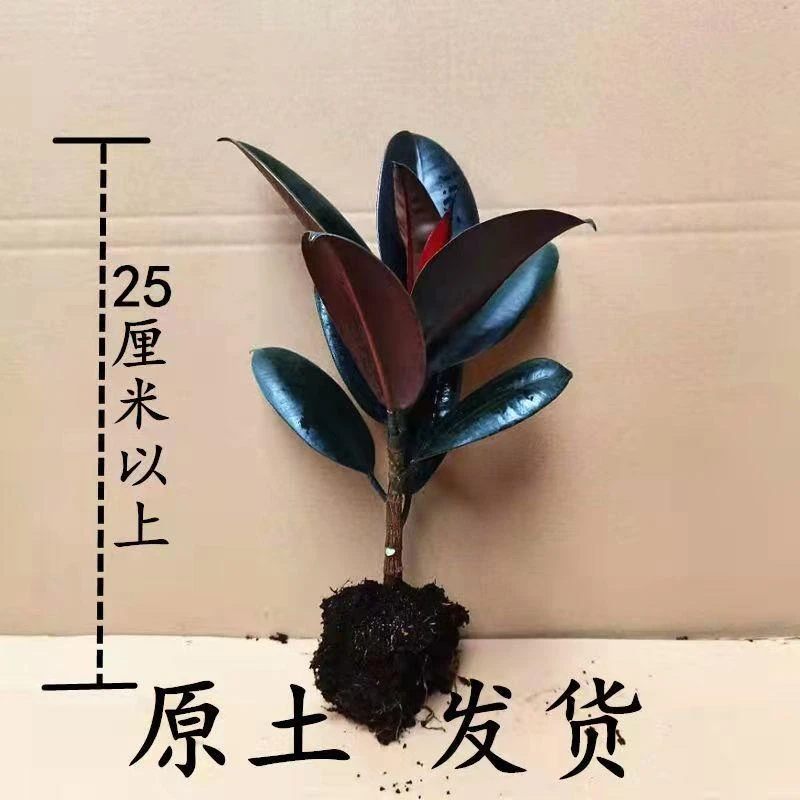 黑金刚橡皮树盆栽花卉客厅办公室四季常青型植物吸甲醛净化空气