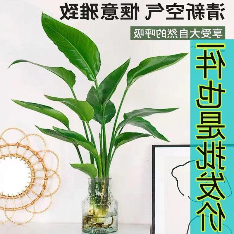 天堂鸟水培植物鹤望兰盆栽大型绿植室内花卉水养四季常青净化空气