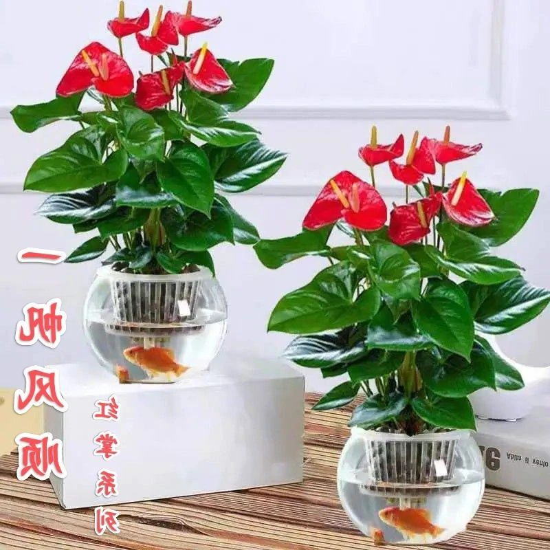 红掌盆栽白掌粉掌水培植物一帆风顺四季开花卉水养室内好养绿植