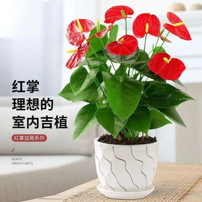 红掌白掌水培盆栽一帆风顺花卉植物室内客厅好养绿植四级开花办公