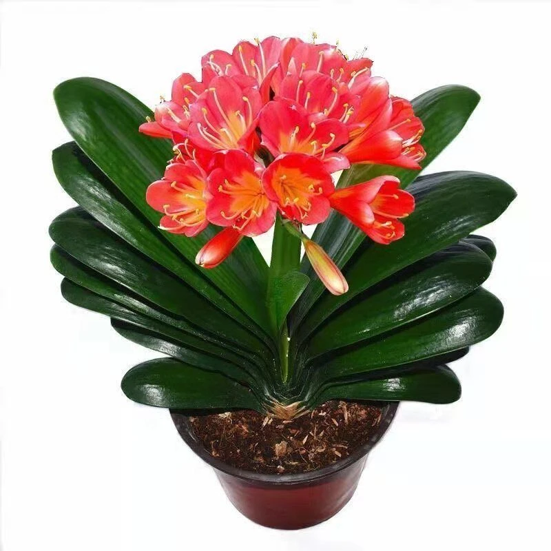 美观君子兰花苗君子兰盆栽富贵客厅四季常青植物蝴蝶兰花室内花卉