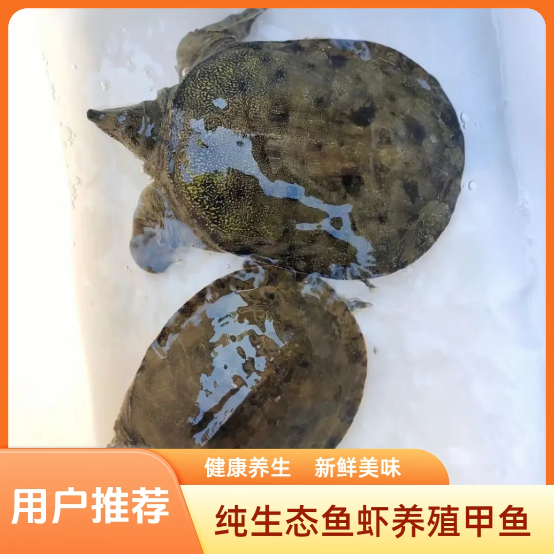 湖北生态大湖鱼虾养殖鲜活大甲鱼老鳖团鱼青黄背水产食用活体