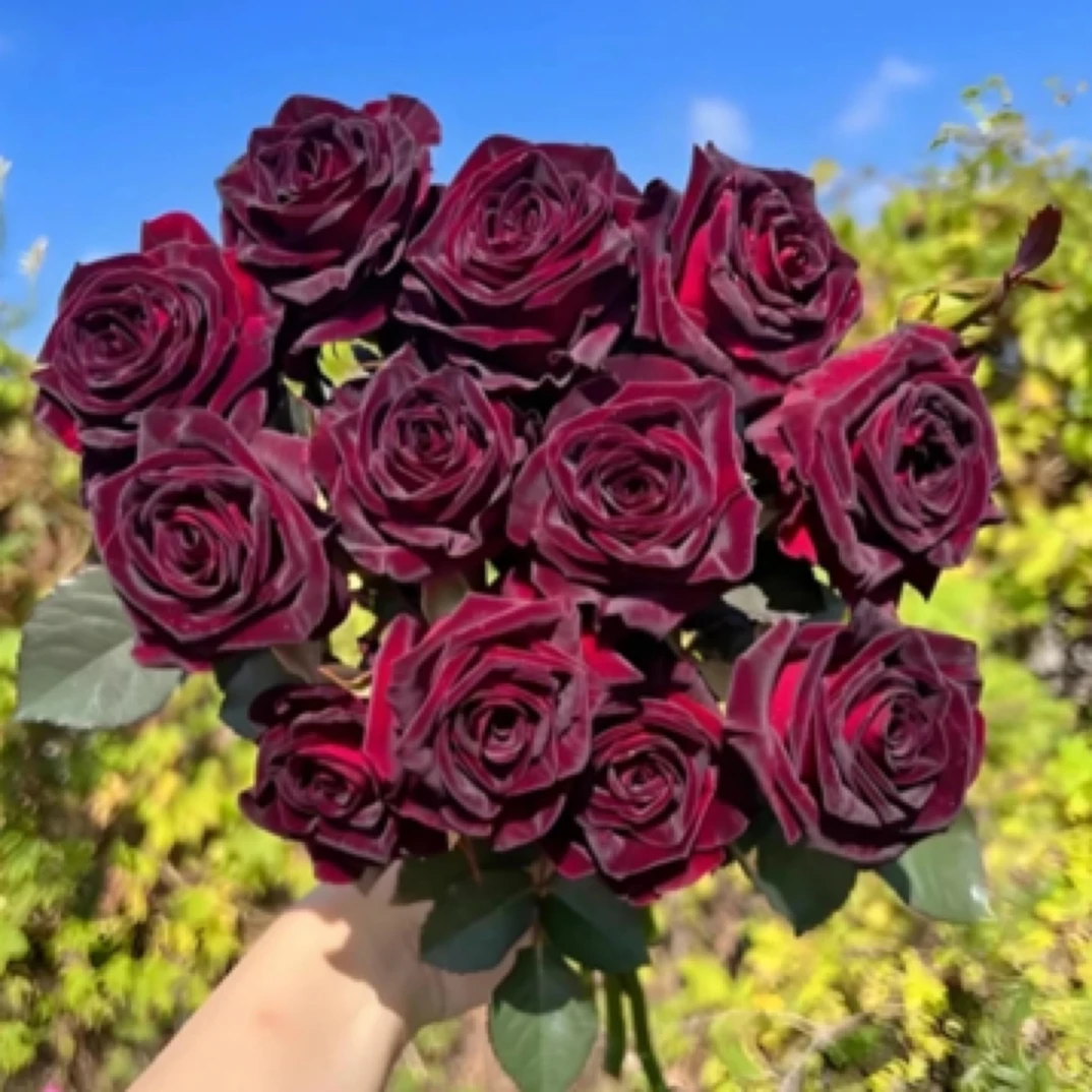 【黑巴克】多季节开花 庭院阳台楼顶盆栽花卉