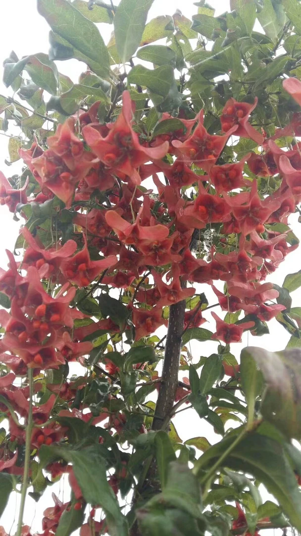 金丝吊蝴蝶别名（摇钱树）庭院观赏树绿化树观果树